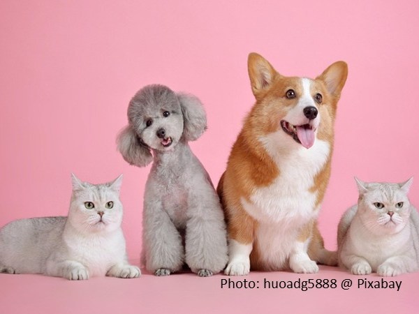 Exploring Different Types of Pet&nbsp;Supplies