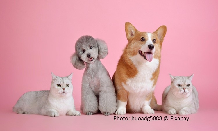 An image of dogs and cats.